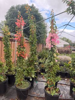 Bougainville 15 gal