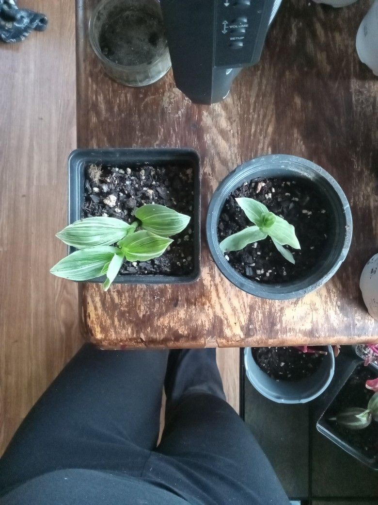 2 Inch Plants
