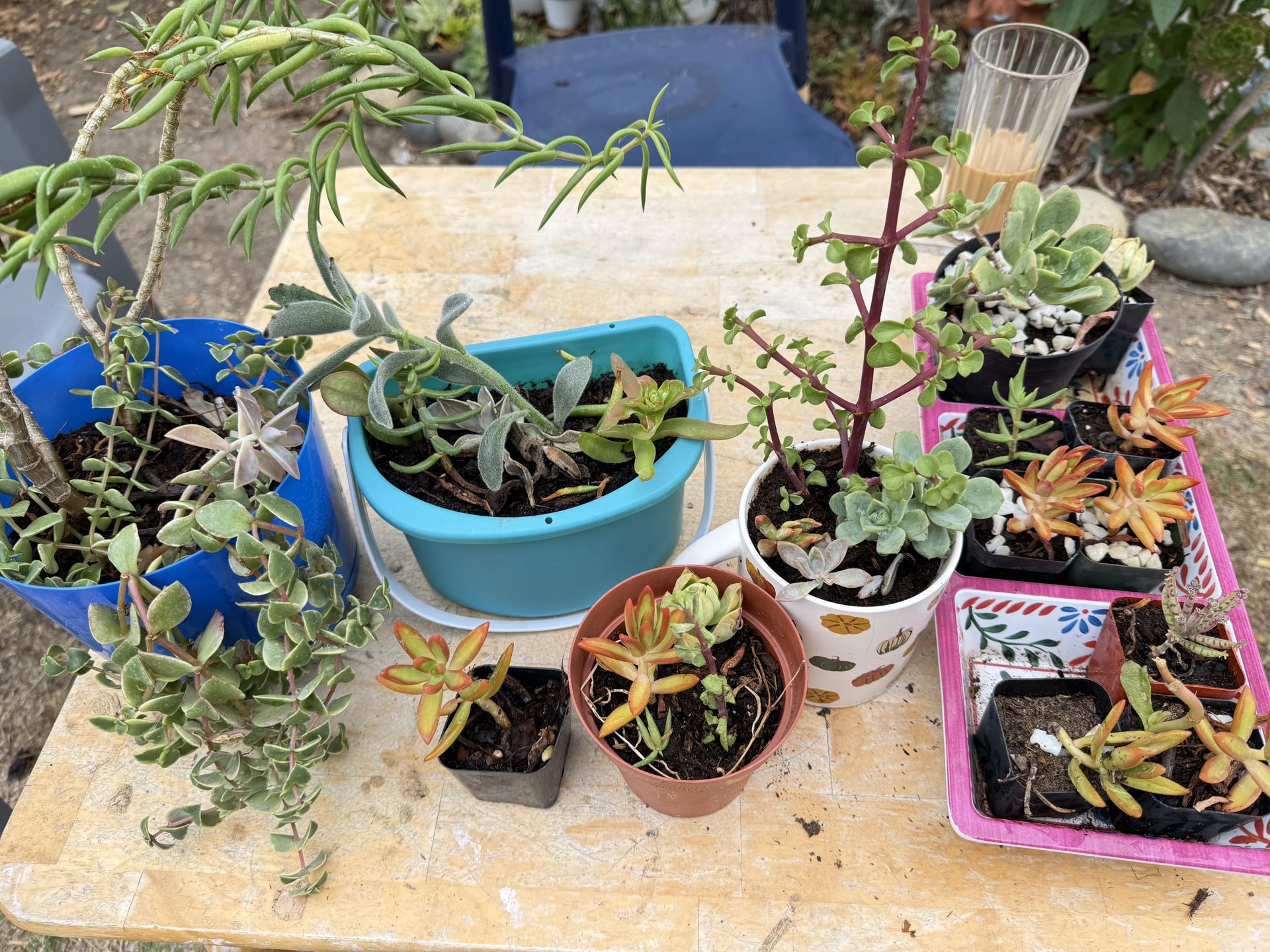 Succulents And Plants