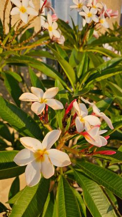 Hawaiian. Plant