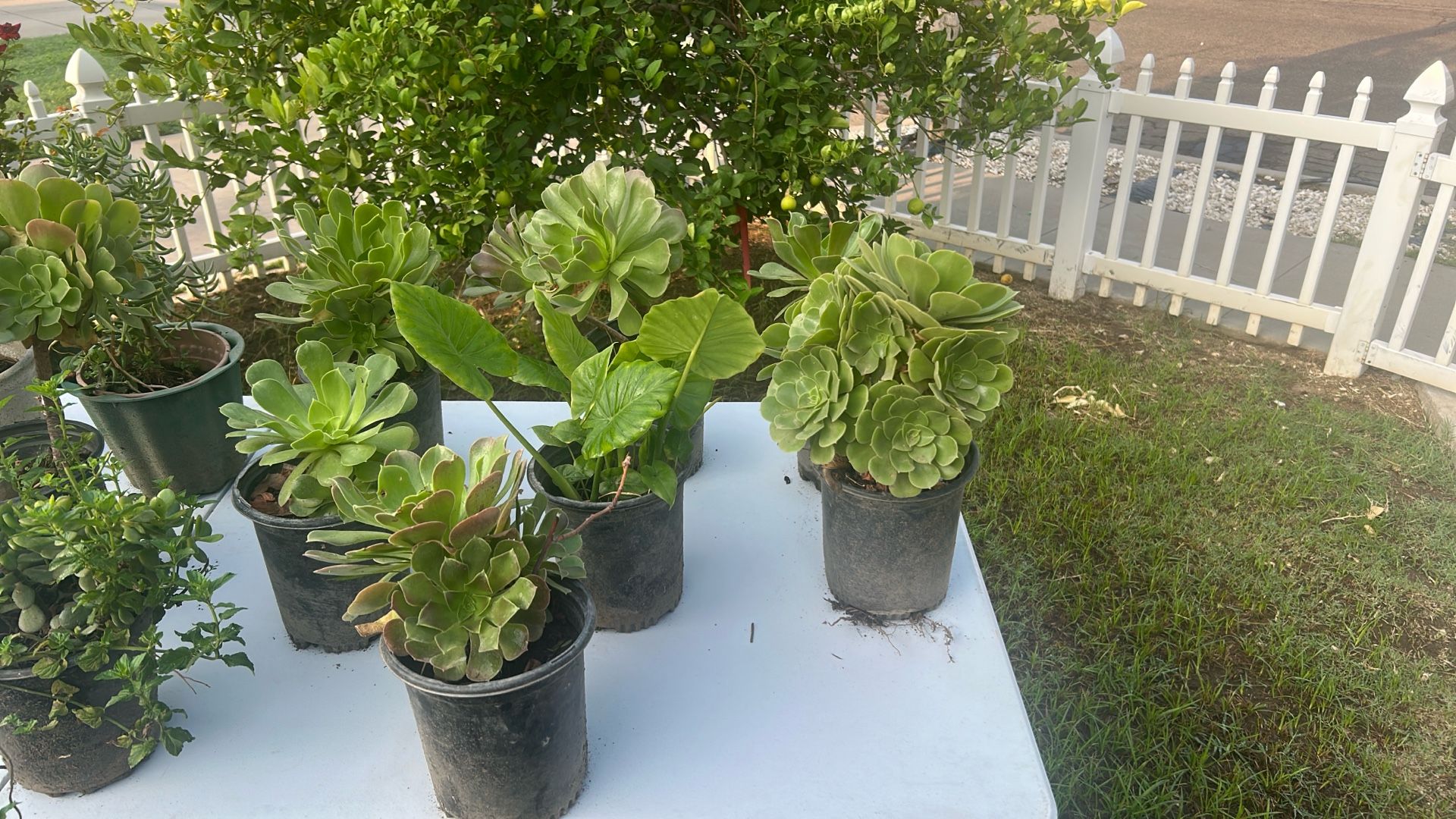 Plants