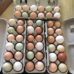 Fresh Chicken Eggs