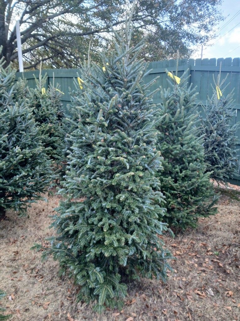 FREE CHRISTMAS TREE DELIVERY