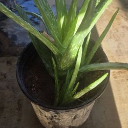 Alovera Plants