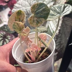 ‘Pink Lady’ Peperomia 