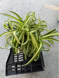 Spider Plant