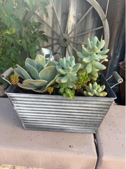 Rustic Mixed Succulent Planter in Galvanized Metal Container