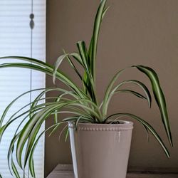 Healthy Beautiful Indoor Plant ( Spider)