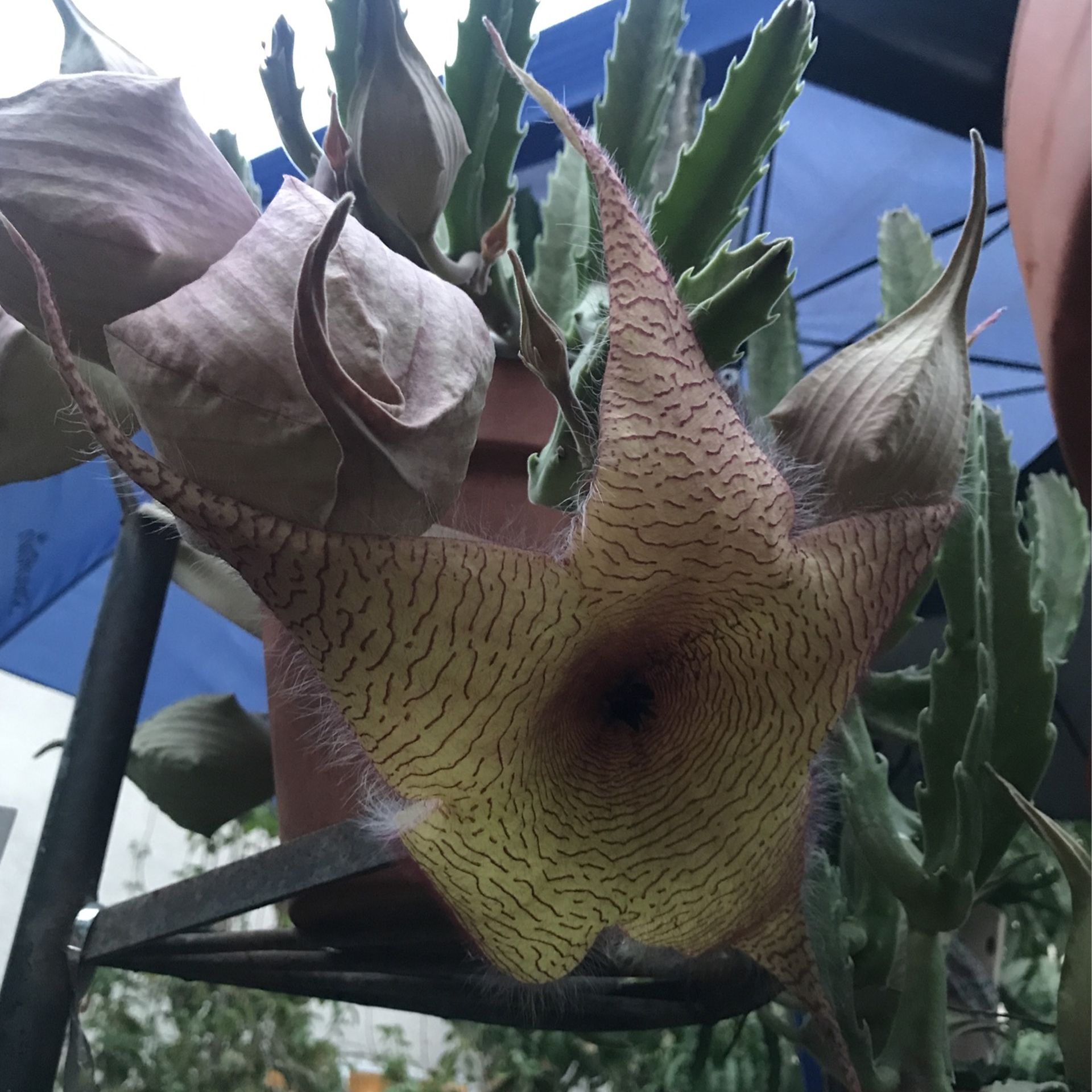  Potted Humungous yellow starfish (  flower-15” across ) .