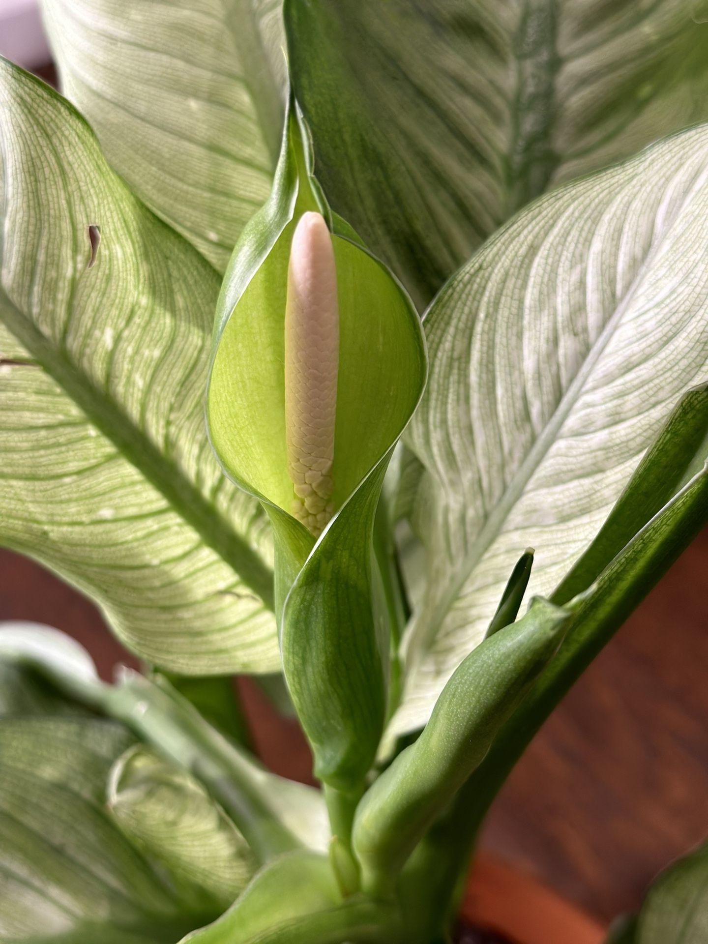 Dieffenbachia Camouflage