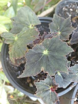Rare Black Velvet Begonia