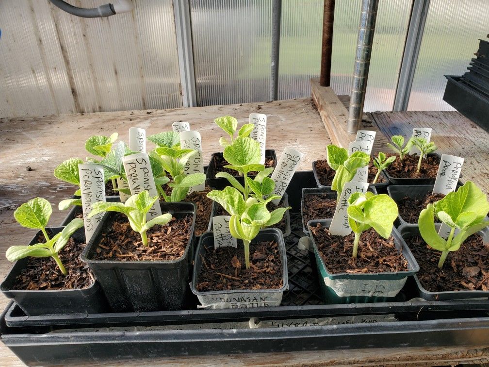 14 Gourd Plants