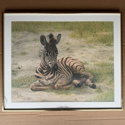 Zebra Foal Wildlife Art Print Charles Frace