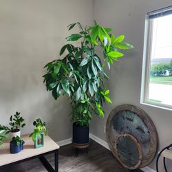 Money Tree For Sale!