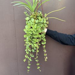 6” Big Peperomia Hope