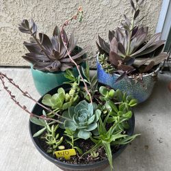 Many Beautiful Succulents 
