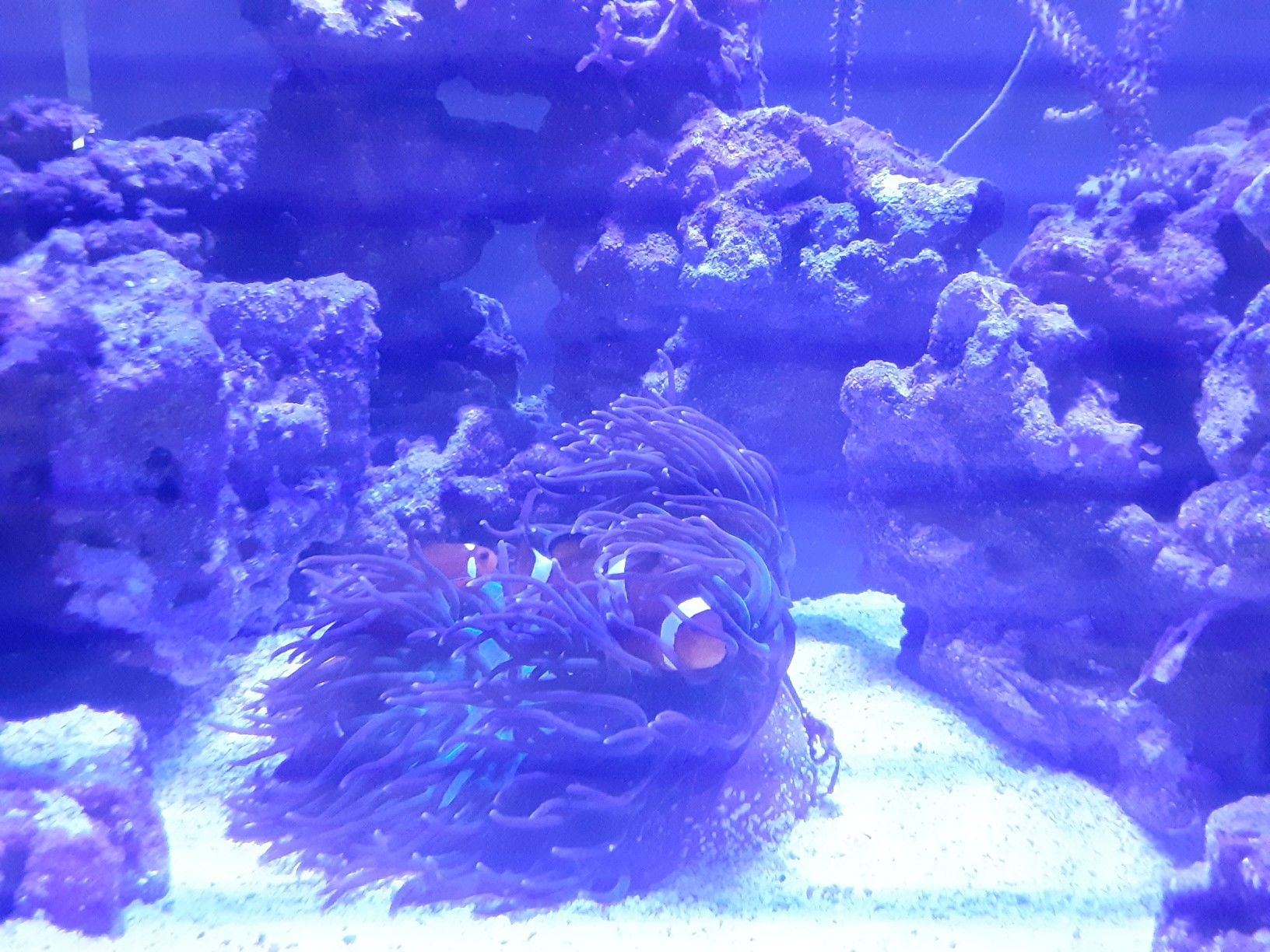 Price reduced!! Fully established 165 gallon saltwater reef aquarium for Sale in Bradenton, FL