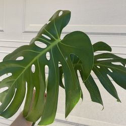Monstera Deliciosa Plant CUTTING- Rooted