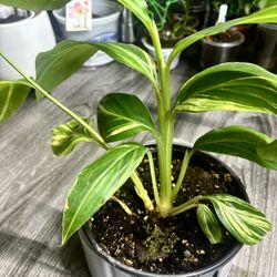 Variegated  Indoor Plant 