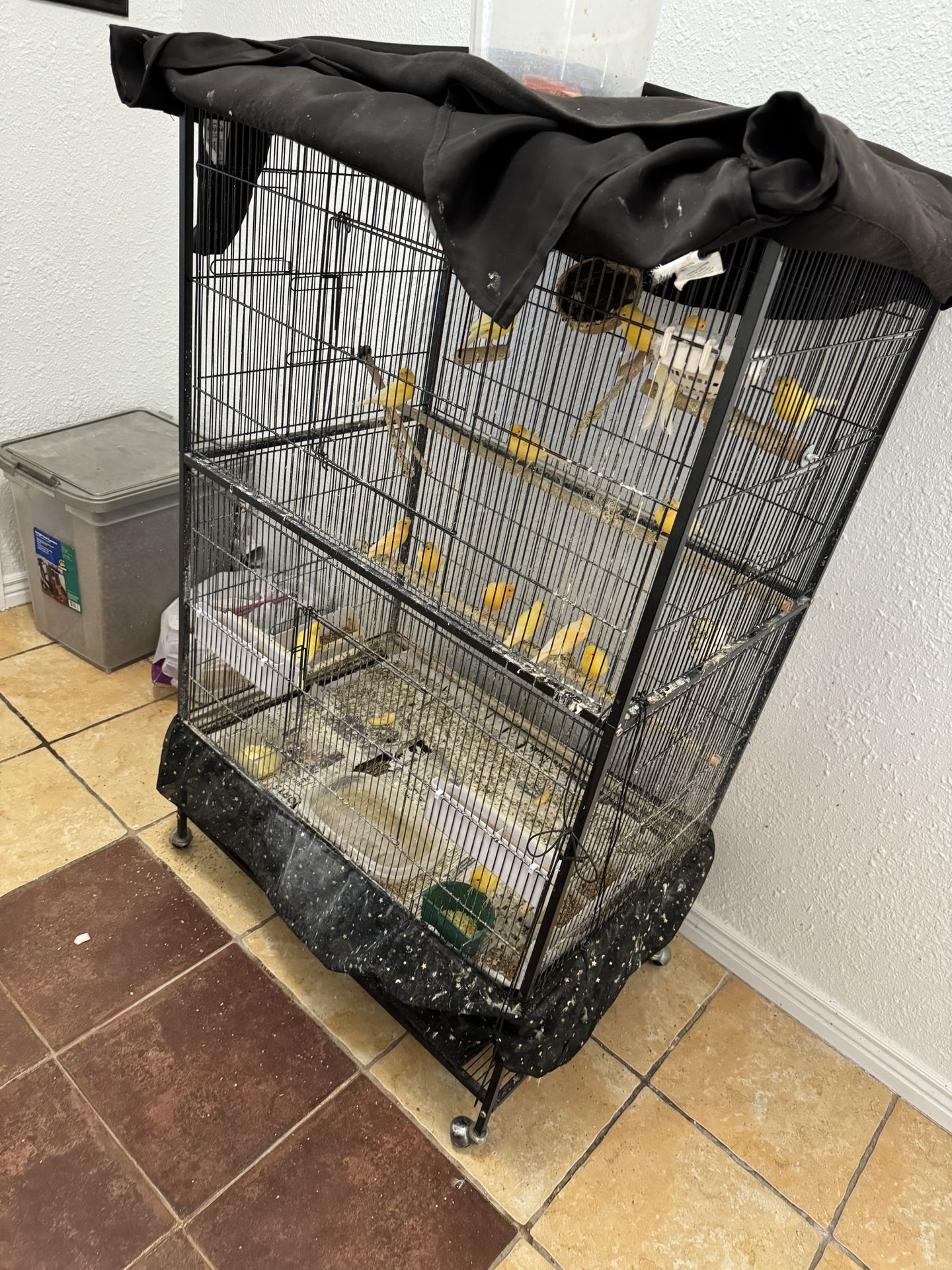 Bird Cage (Birds)
