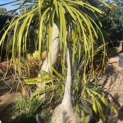 Elephant Foot Palm Or Ponytail