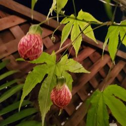 Chinese Lantern. Tiger Eye. 7ft Tree With Terracotta Pot