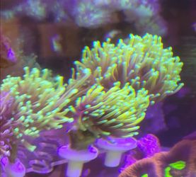 Dragon Soul Torch Fake Coral