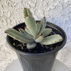 1 Gallon Pot Succulent Plant - Kalanchoe Tomentosa Baker - Panda Plant - Rooted & y - Drought Resistant 🪴 