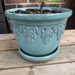 3 Pots And 2 House Plants 