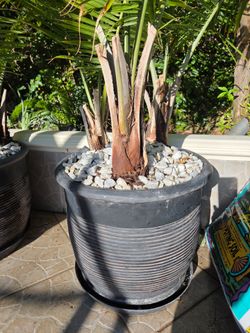 2 large palm trees