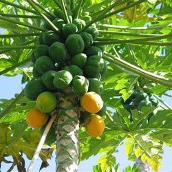 Papaya Plants 