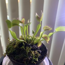 Venus Flytrap