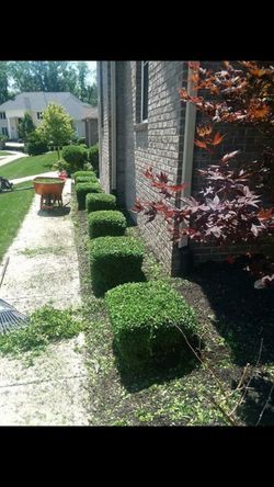 Tree removed