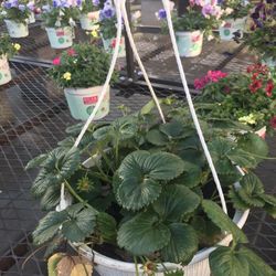 Sweet Strawberry Seedling Plant In Hanging 2 Gallon Pot