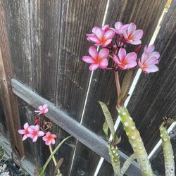 Potted Pink Plumeria