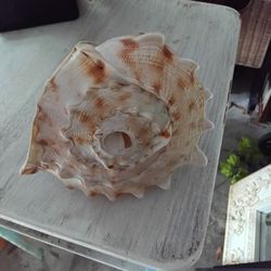 Large Cassis Queen Helmet Sea Shell 