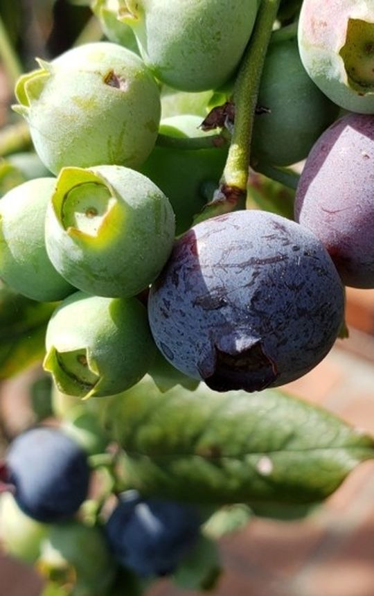 Blueberry Tree