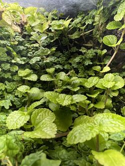 Terrarium Exoterra Reptiles Bioactive Plants Isopods Springtails Geckos 