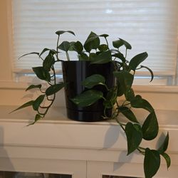 Golden Pothos 10" Pot