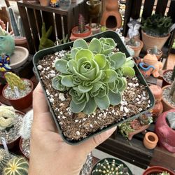 Aeonium dodrantale “Mountain Rose”