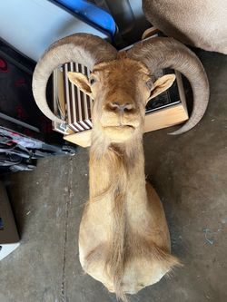 Mounted ram head