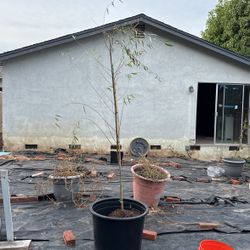 Brand New weeping Willow Just Received And Nowhere To Plant It