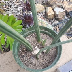 Sansevieria cylindrica Snake Plant