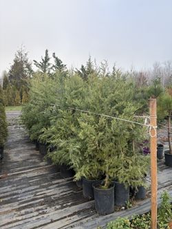 Leyland Cypress Trees (5’)