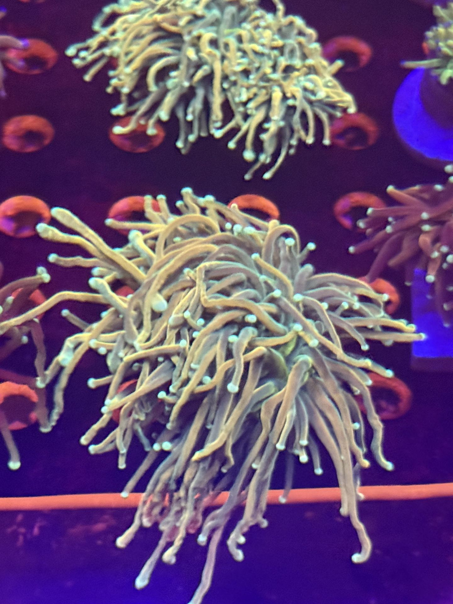 Torch Coral! Hammers, Frogspawn. Going Out of Business Sale