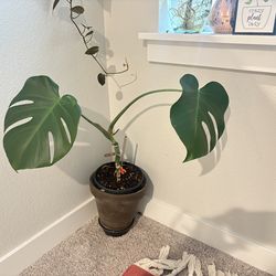 Monstera plant