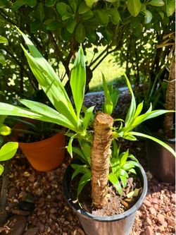 Yucca Cane New Sprout
