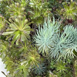 FREE! FREE! Succulent Clippings