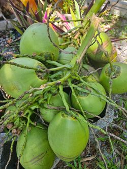 Coconut