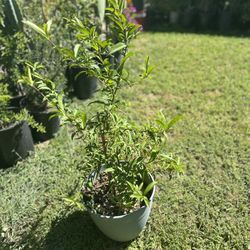 Arbolitos De Durazno Amarillo Disponibles 